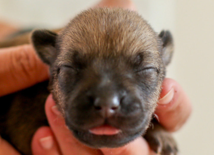 chinook puppy